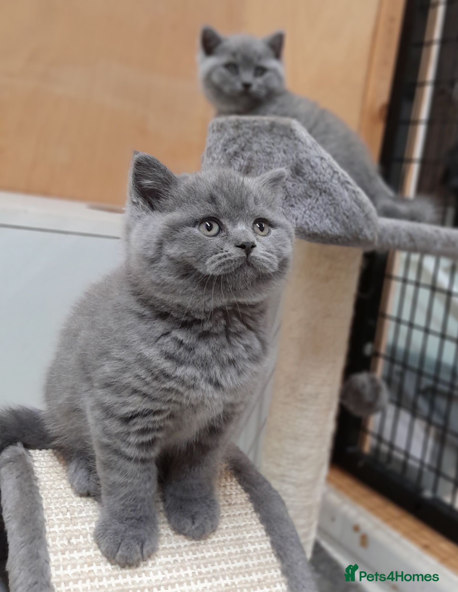 British Shorthair cats STUNNING GCCF BSH BLUE BOY KITTENS - Advert 3