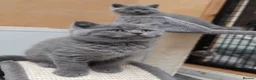 British Shorthair cats for sale: LAST 2 STUNNING GCCF BSH BLUE BOY KITTENS - Advert 1