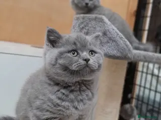 British Shorthair cats STUNNING GCCF BSH BLUE BOY KITTENS - Advert 2