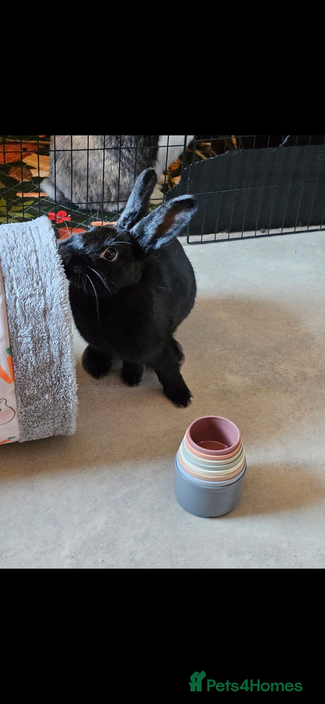 Mixed Breed rabbits for sale: 2 rabbits for rehoming ASAP - Advert 5