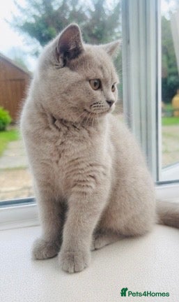 British Shorthair cats Rare Fawn Lilac Male British Shorthair - Advert 2