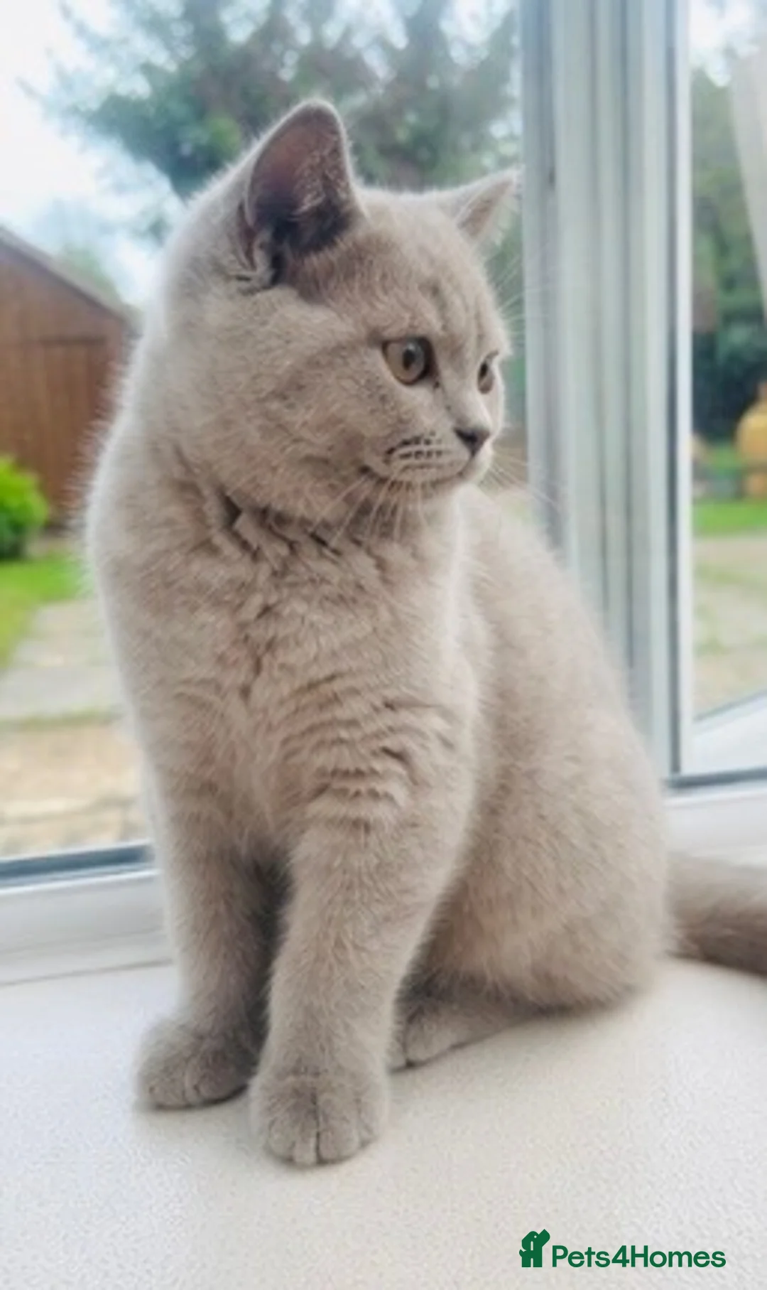 British Shorthair cats for sale: Rare Fawn Lilac Male British Shorthair - Advert 2