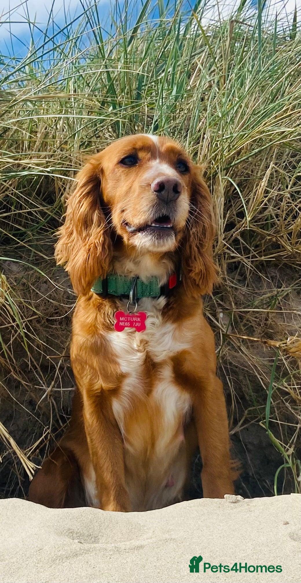 Cocker Spaniel dogs Beautiful Cockerspaniel Puppies For Sale - Advert 3