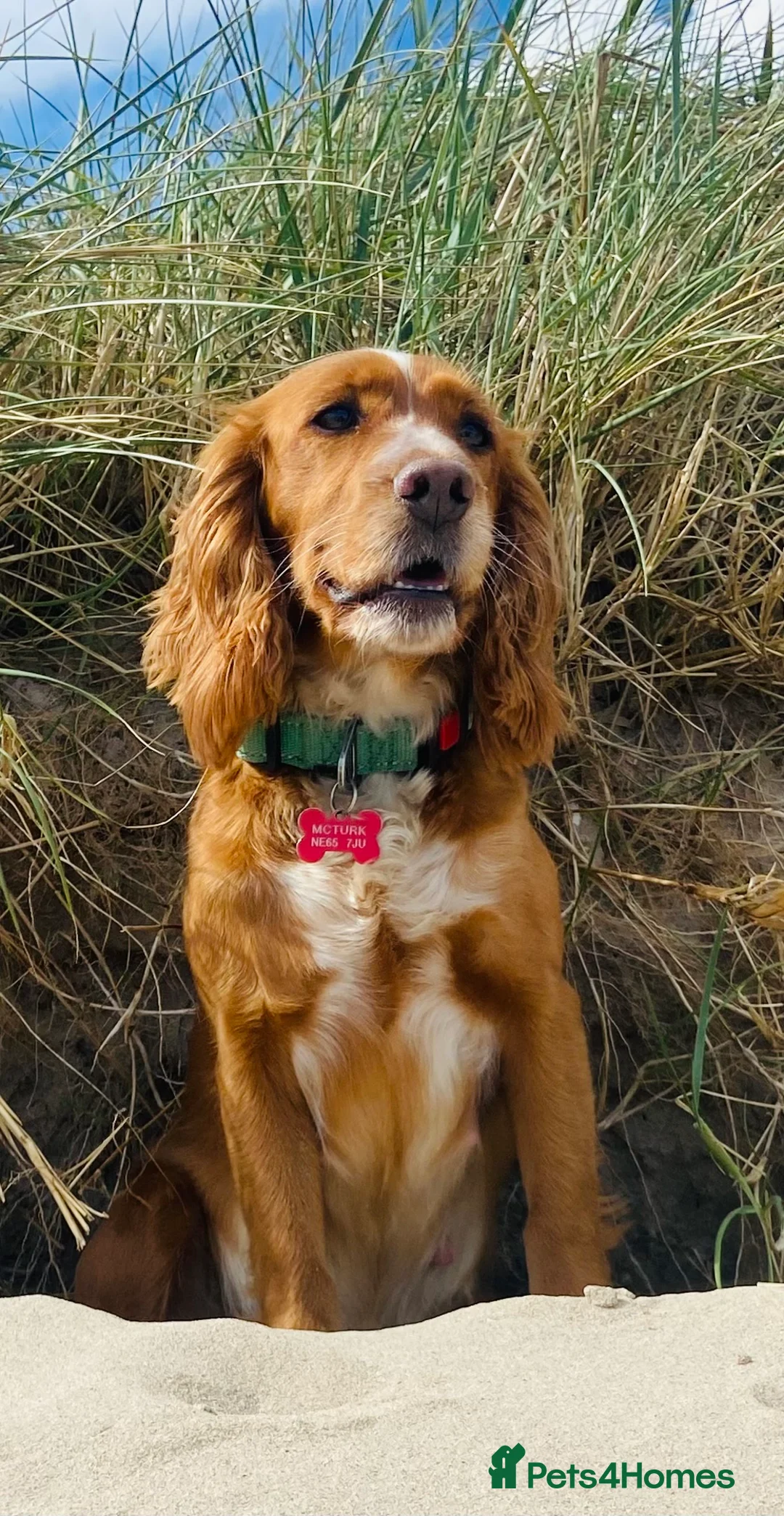 Cocker Spaniel dogs for sale: Beautiful Cockerspaniel Puppies For Sale - Advert 1