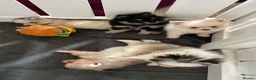 Pomsky dogs for sale: Pomsky Puppies - Advert 15