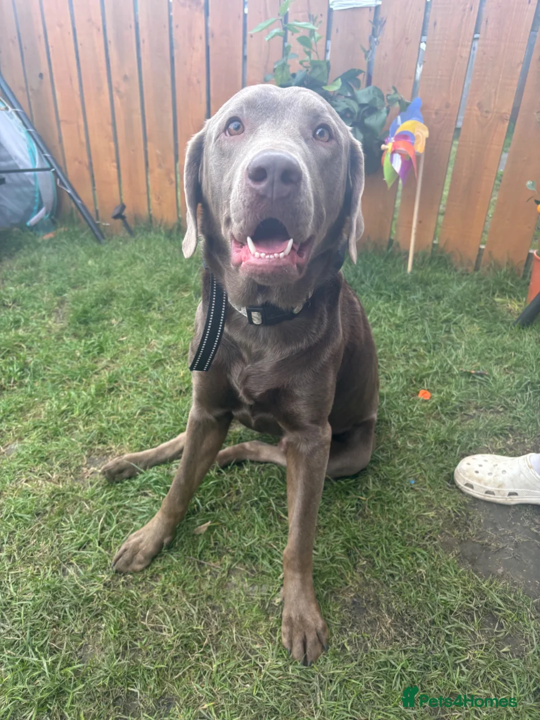 Labrador Retriever dogs for sale: Winston stunning lab  in Gateshead - Advert 2