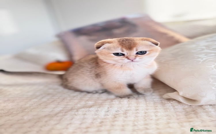 Scottish Fold cats - Advert 2