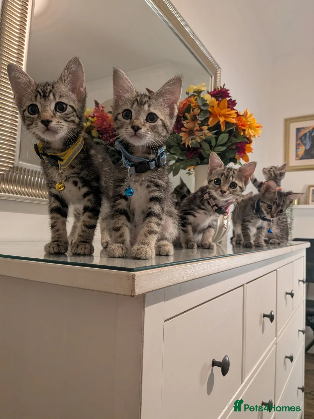 Mixed Breed cats for sale: Adorable kittens in London(SE18)😻😍😻 - Advert 2