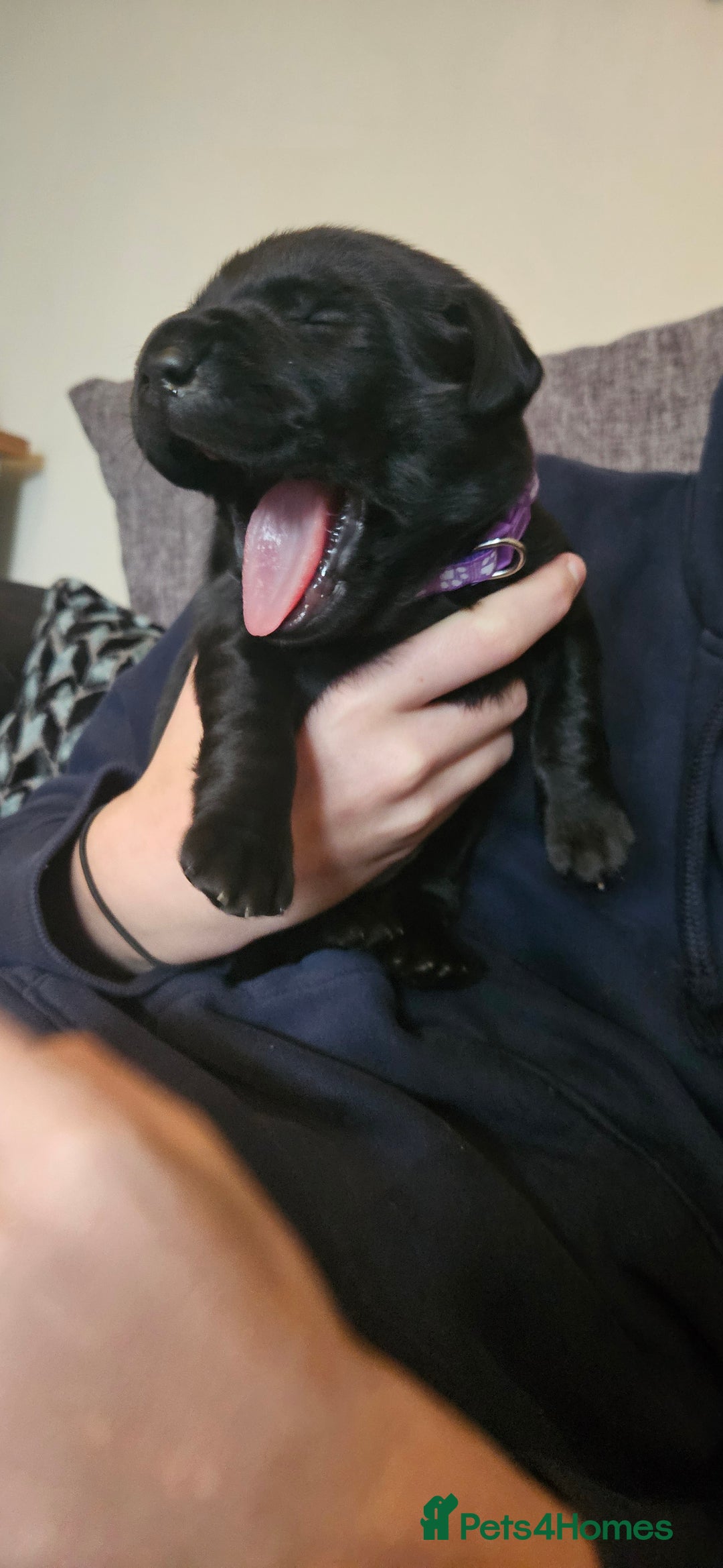 Labrador Retriever dogs for sale: Black labrador puppies - Advert 8
