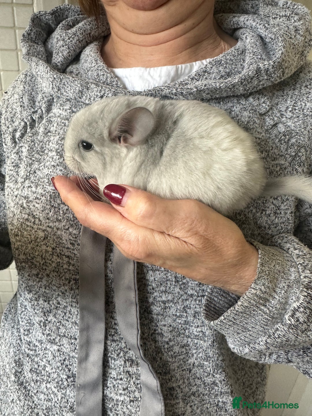 Chinchilla rodents for sale: Beautiful chinchillas for sale  - Image 4