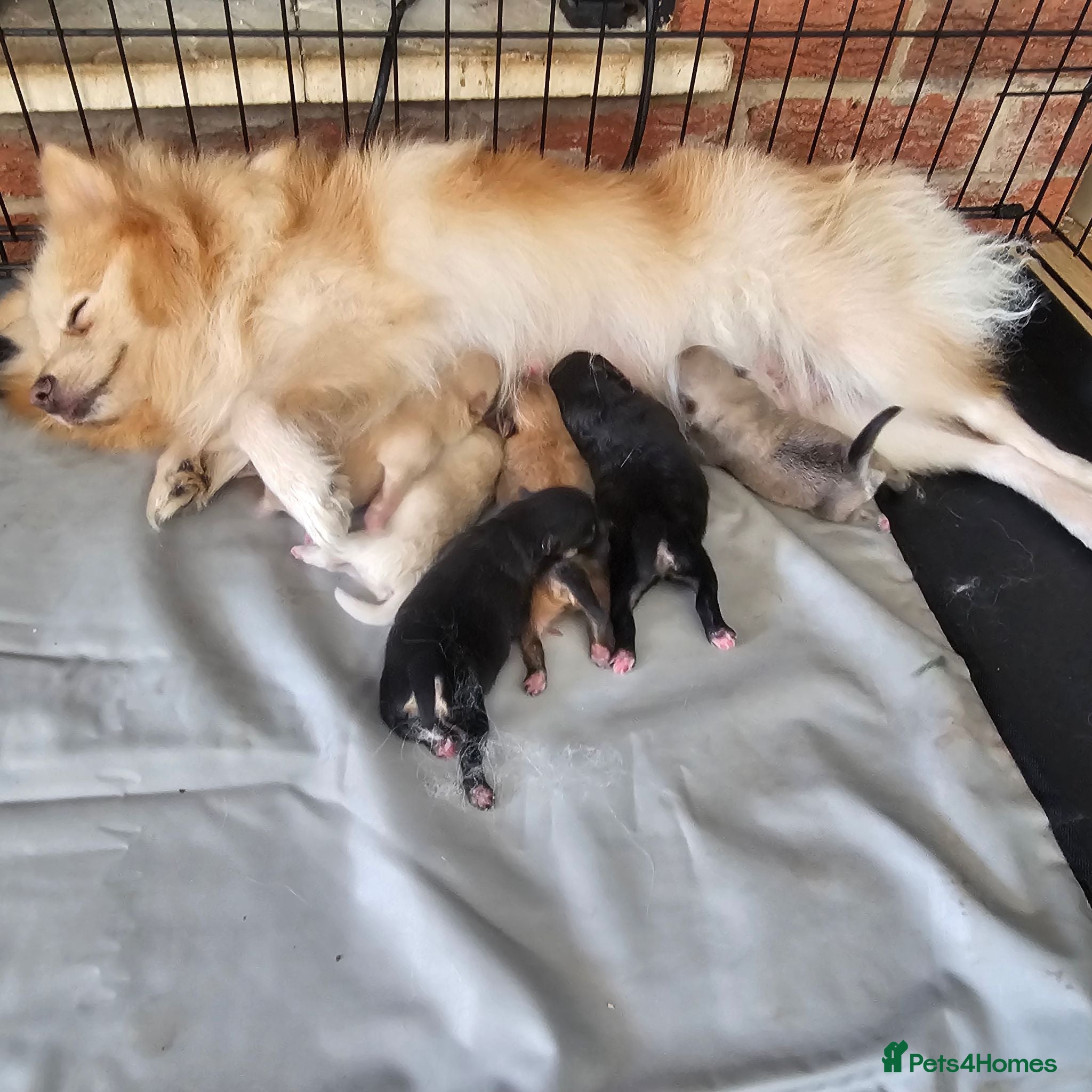 Pomeranian dogs Beautifull litter of full pomeranians - Advert 3