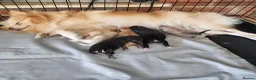 Pomeranian dogs for sale: Beautifull litter of full pomeranians - Advert 1