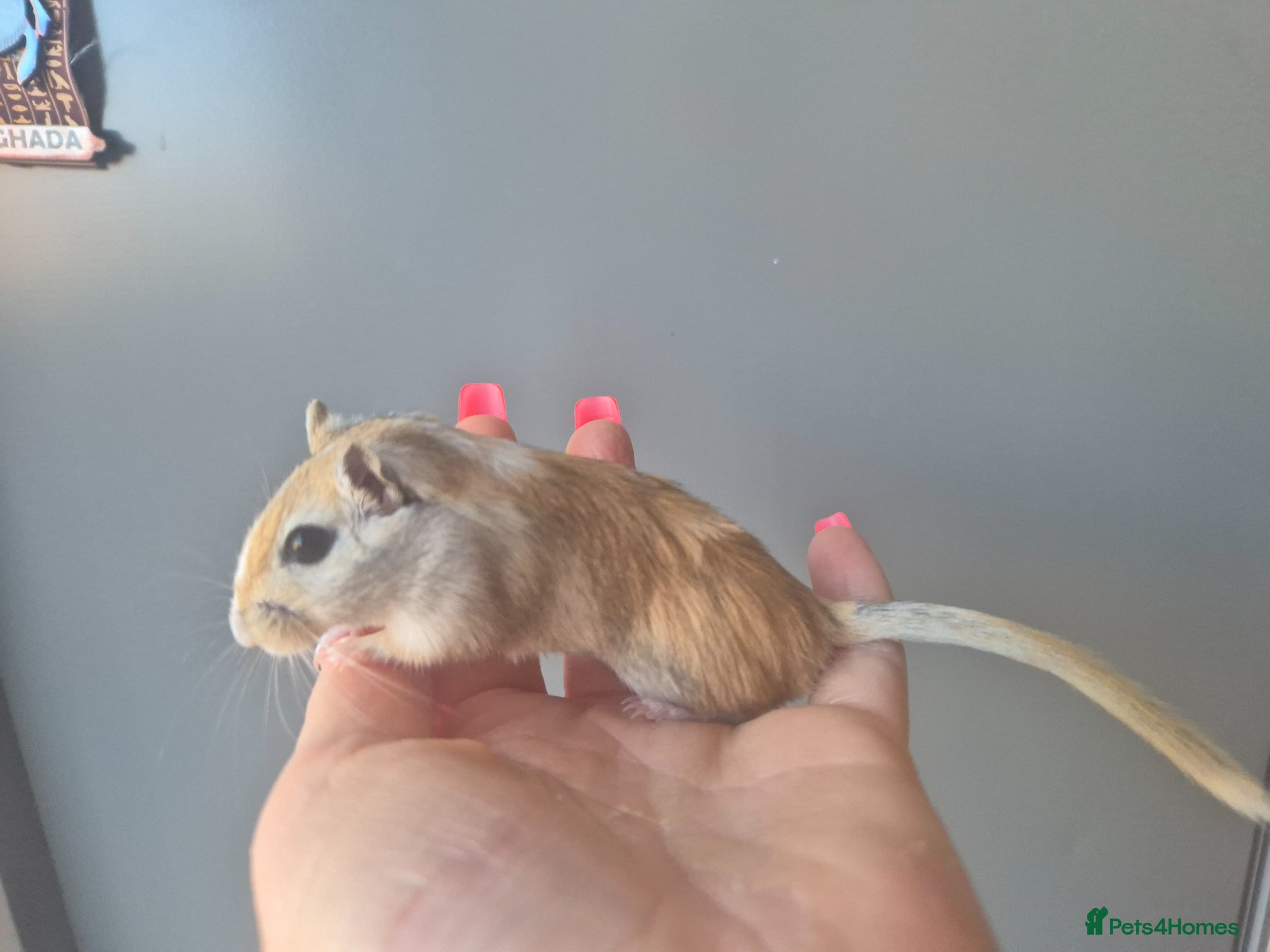 Gerbil rodents Last lone female - Advert 4