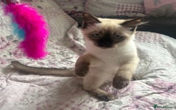 Siamese cats for sale: Siamese cross ragdoll adorable and cutest kittens  - Image 4