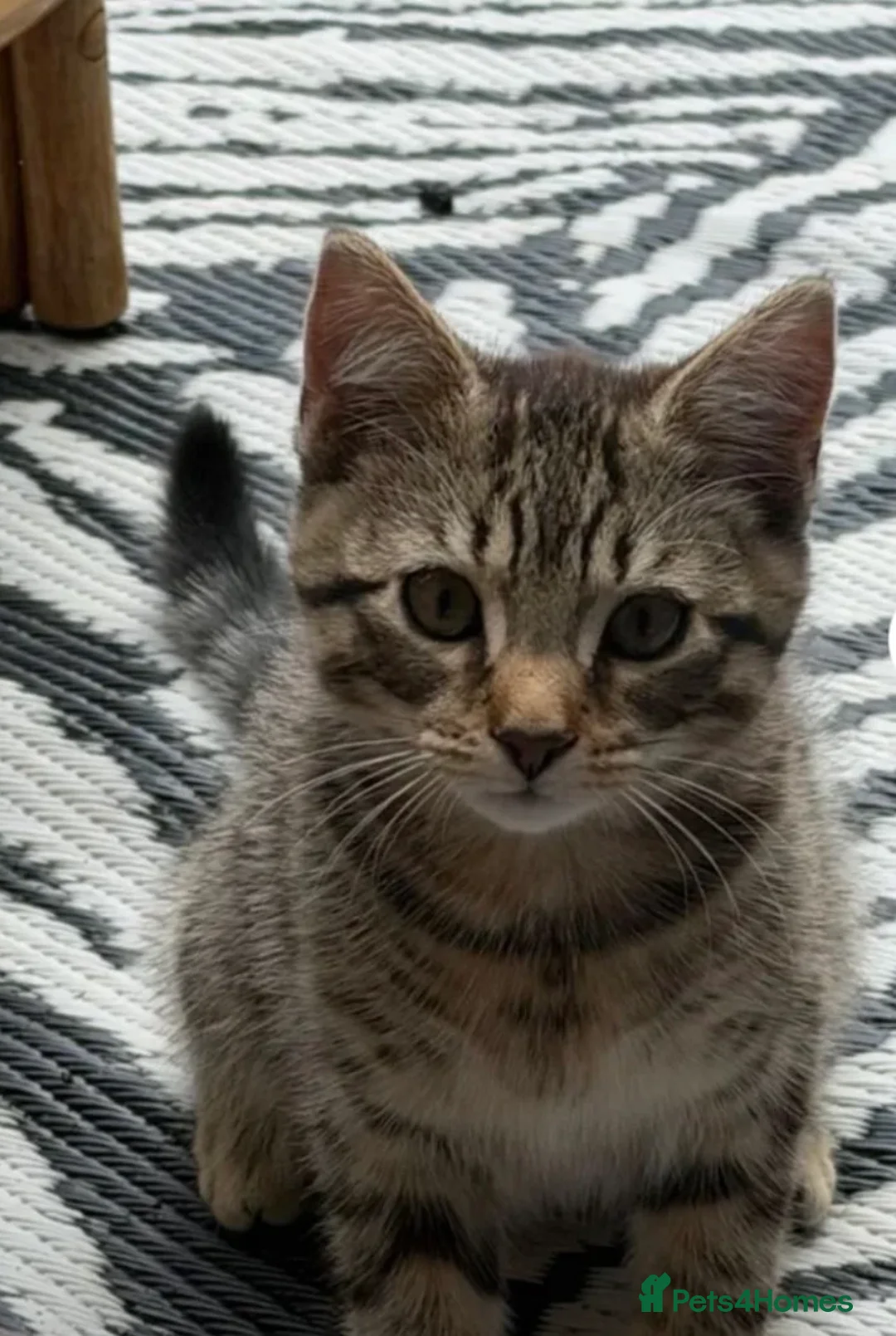 Mixed Breed cats for sale: Tabby kitten  in Rotherham - Advert 5