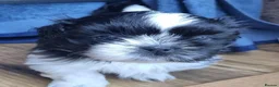 Shih Tzu dogs for sale: Shihtzu puppies - Advert 18