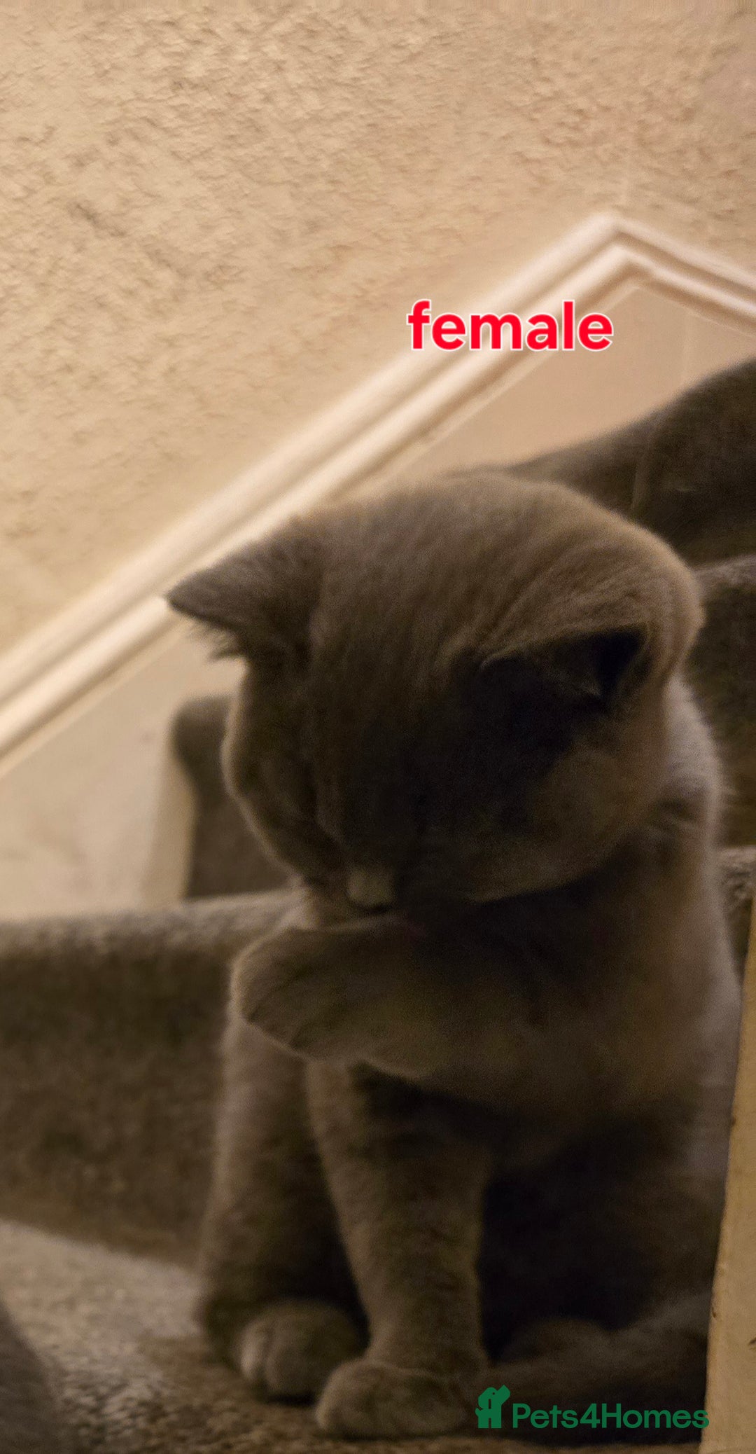 British Shorthair cats for sale: Adorable British Shorthair Kittens - Advert 13