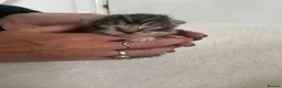 Mixed Breed cats for sale: 6x Scottish Fold/Main Coon/Bengal Kittens  - Advert 14
