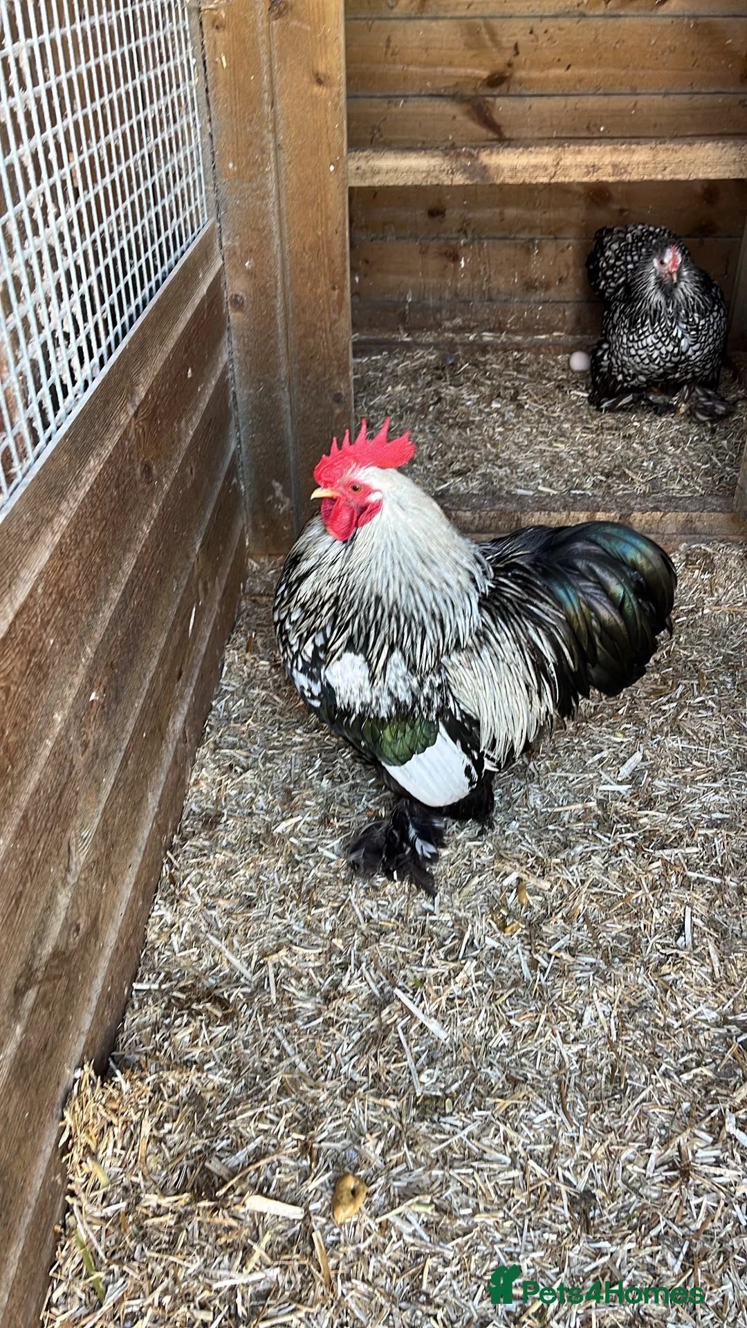 Chickens poultry for sale: Quartet silver partridge pekin - Advert 2