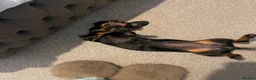 Dachshund dogs for adoption: LAINEY!  - Advert 2