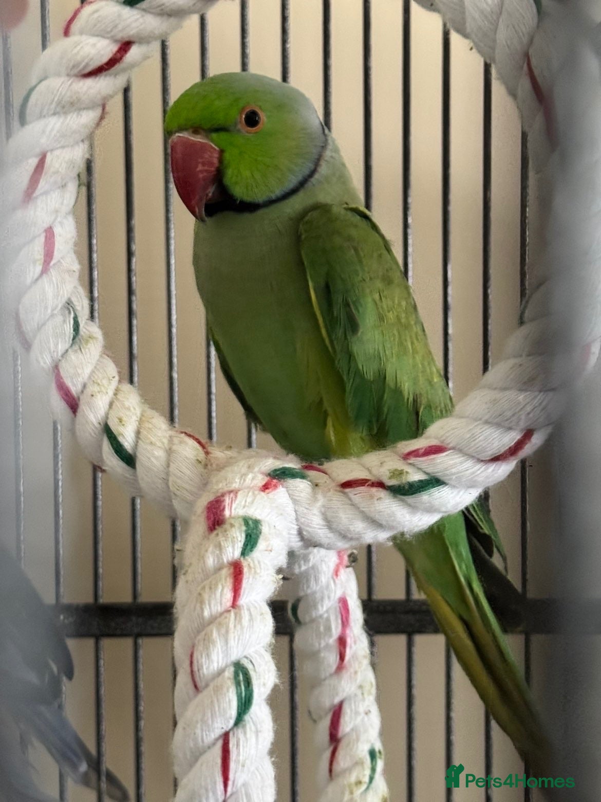 Ringnecks birds Male & Female Indian Ringneck - Advert 1