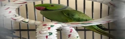 Ringnecks birds for sale: Male & Female Indian Ringneck - Advert 1