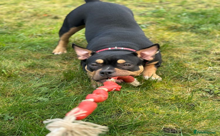 American Bully dogs - Advert 17