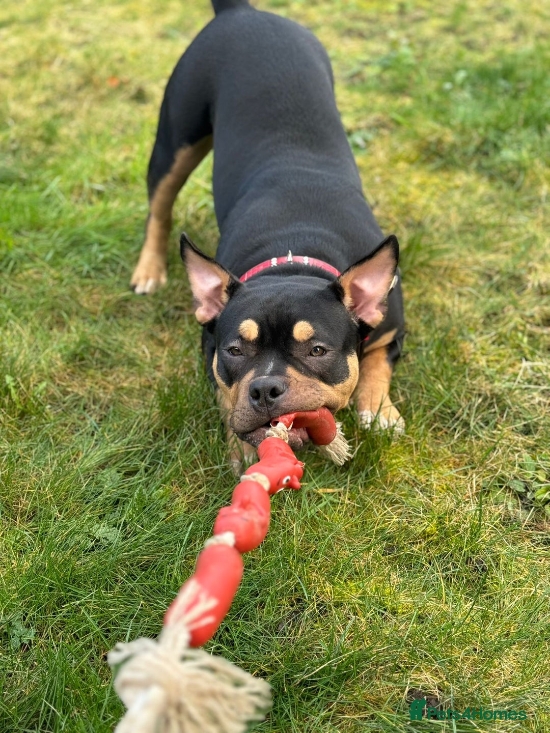 American Bully dogs for sale: Female full pedigree pocket bully - Image 6