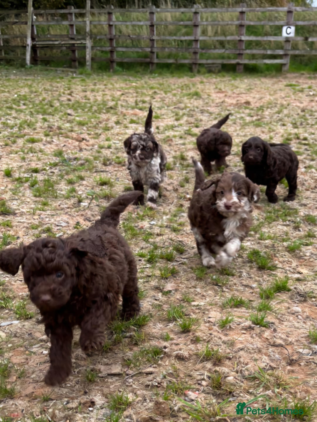 Cockapoo dogs for sale: Chocolate  merle  - Image 3