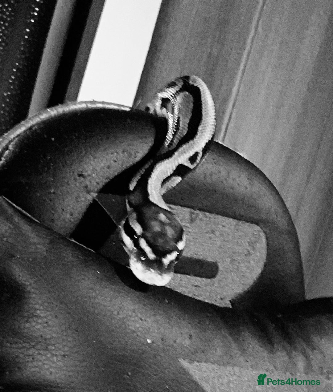 Python Snake reptiles for sale: Royal python snake and enclosure  - Image 3