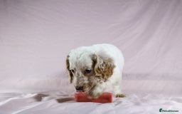 Cockapoo dogs for sale: Ready now beautiful litter F1B cockapoo puppies  in Leicester - Image 38