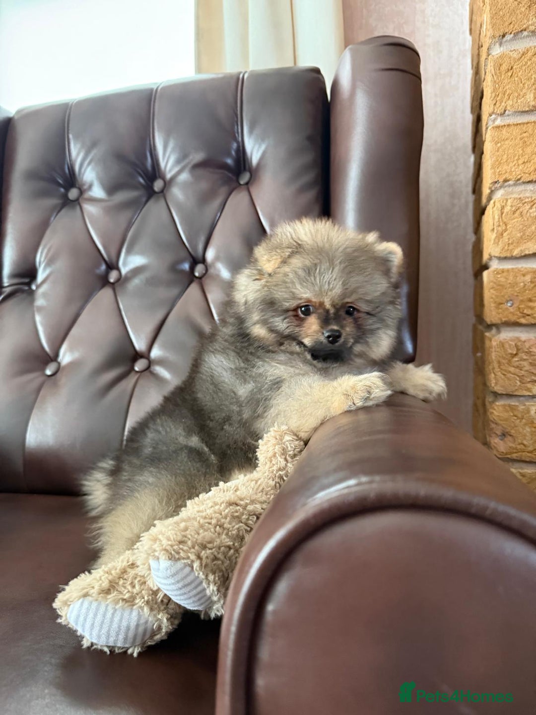 Pomeranian dogs for sale: 10 Week Purebred Pomeranian Champion EU Bloodline  - Advert 19