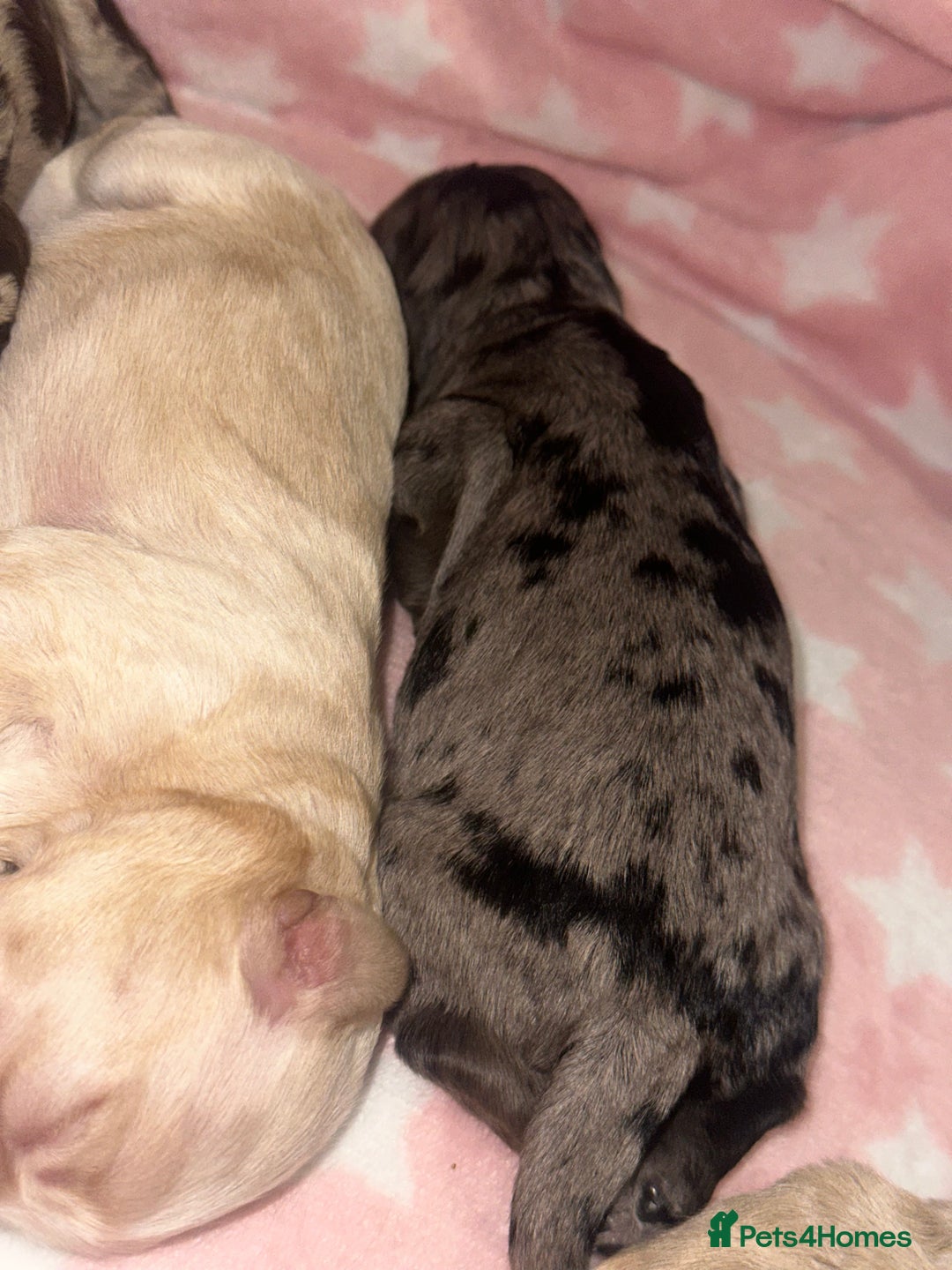 Cockapoo dogs for sale: F1 Miniature Cockapoo.   - Advert 5