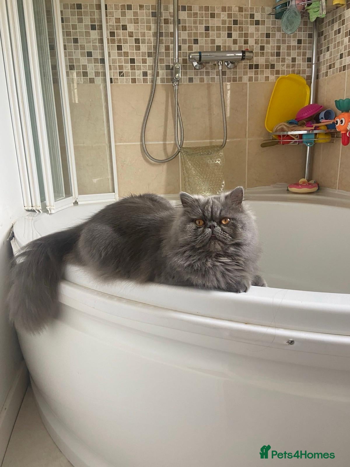 Persian cats Our beautiful pedigree Persian girl Winnie - Advert 2
