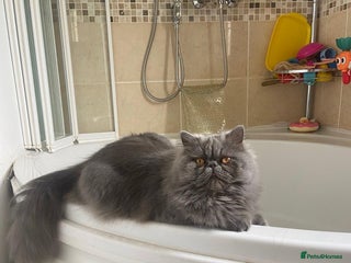 Persian cats Our beautiful pedigree Persian girl Winnie - Advert 2