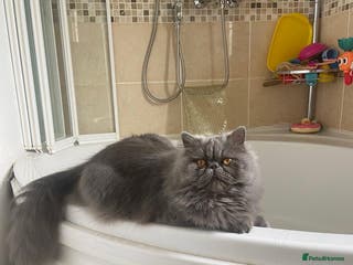 Persian cats Our beautiful pedigree Persian girl Winnie - Advert 3
