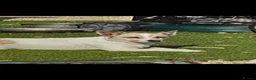 Jackapoo dogs for sale: Jackapoo pups  - Advert 9
