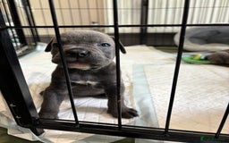 Mixed Breed dogs for sale: canó corso cross british bulldog puppy’s  - Image 30
