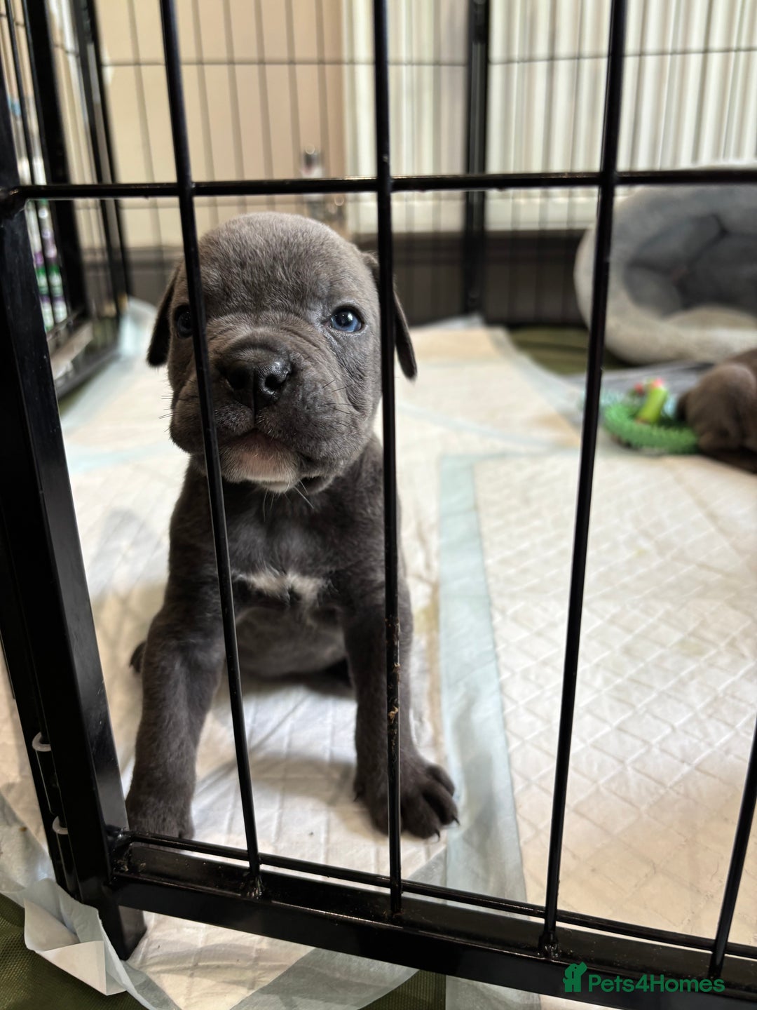 Mixed Breed dogs for sale: canó corso cross british bulldog puppy’s  - Image 30