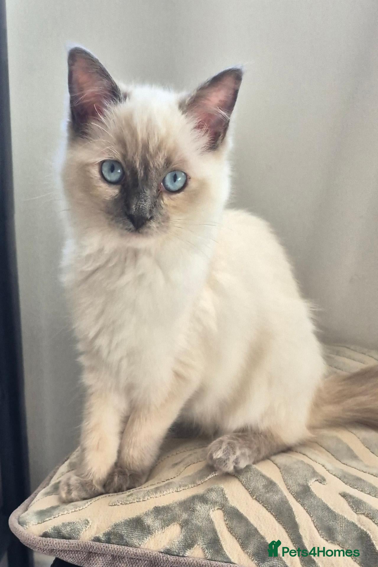 Ragdoll cats Female gorgeous ragdoll - Advert 1