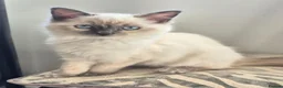 Ragdoll cats for sale: Female gorgeous ragdoll - Advert 1