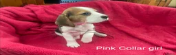Beagle dogs for sale: Beautiful Beagle puppies for sale - Advert 7