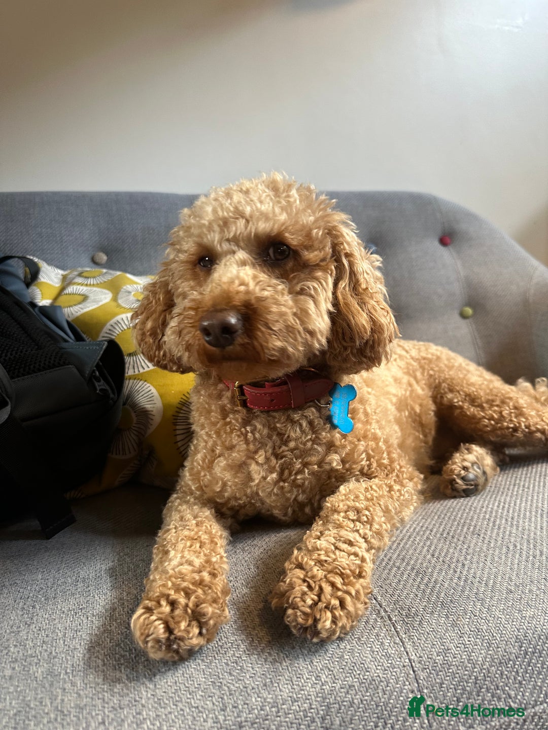 Miniature Poodle dogs for sale: Lula  - Image 2