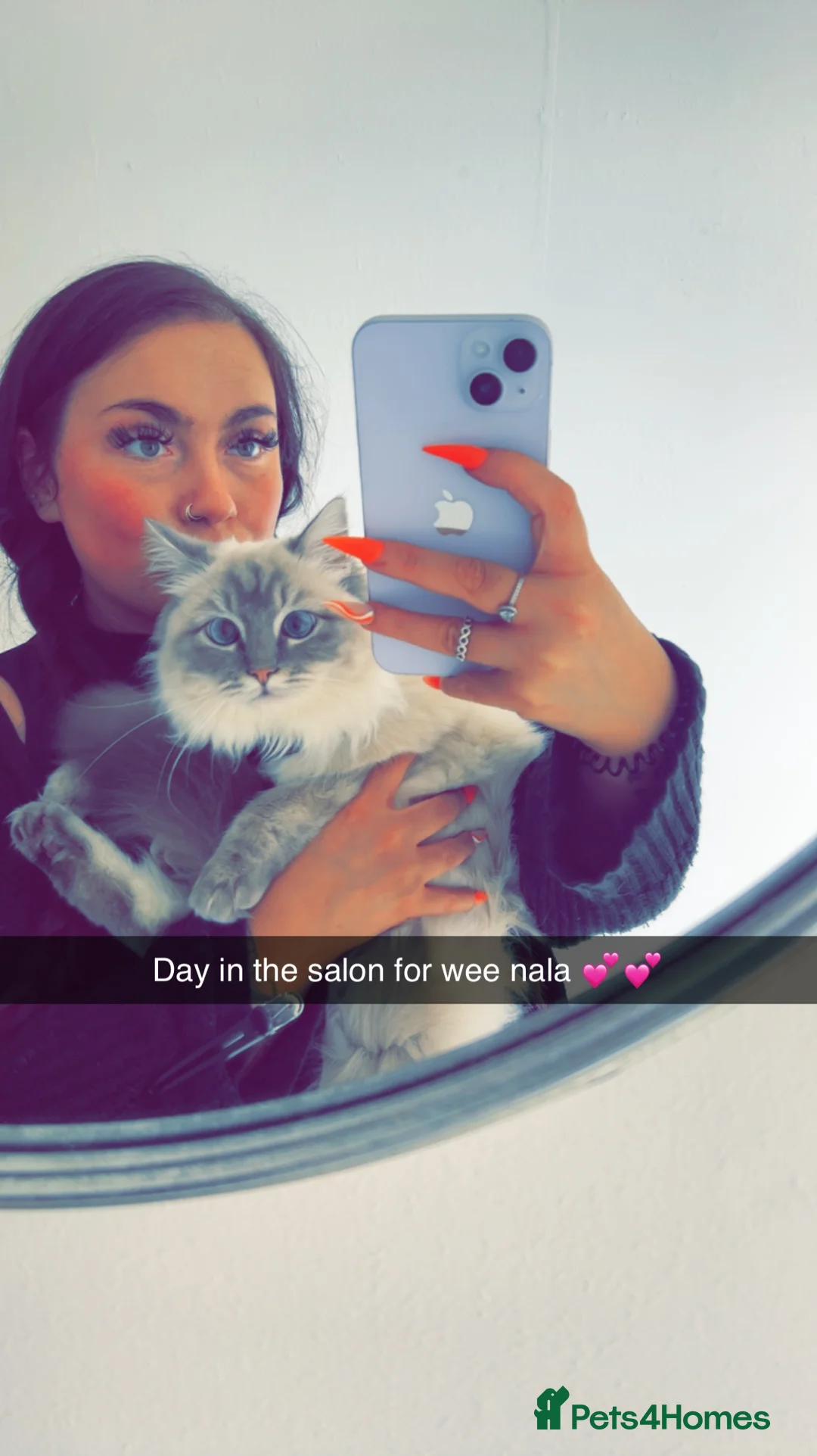 Ragdoll cats for sale: 3 female ragdoll kittens  - Advert 1