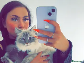 Ragdoll cats 3 female ragdoll kittens - Advert 2