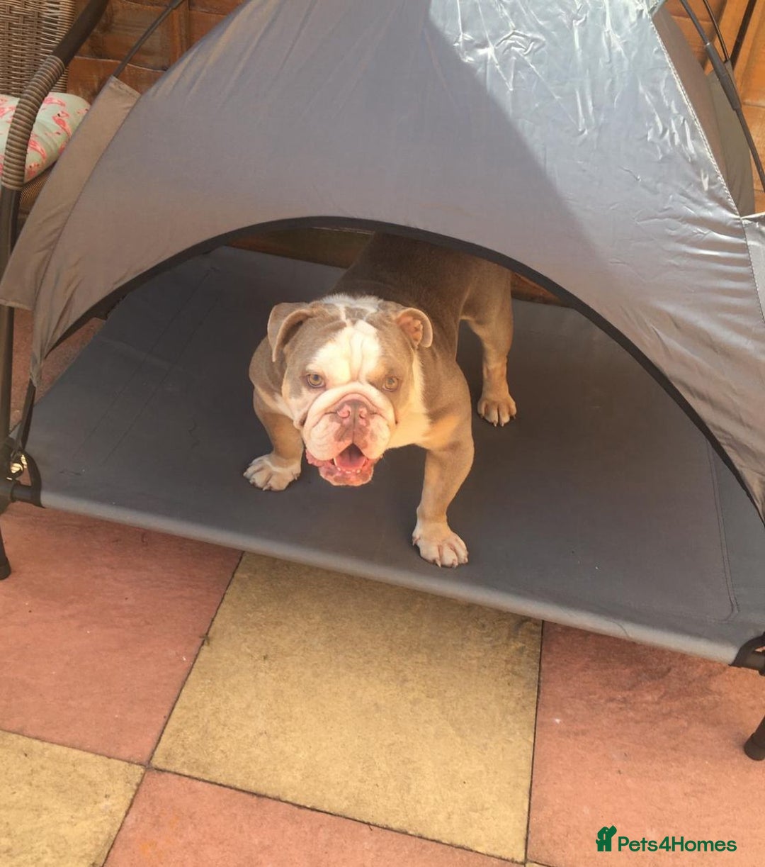 English Bulldog dogs for sale: British  bulldog for rehoming  - Advert 8