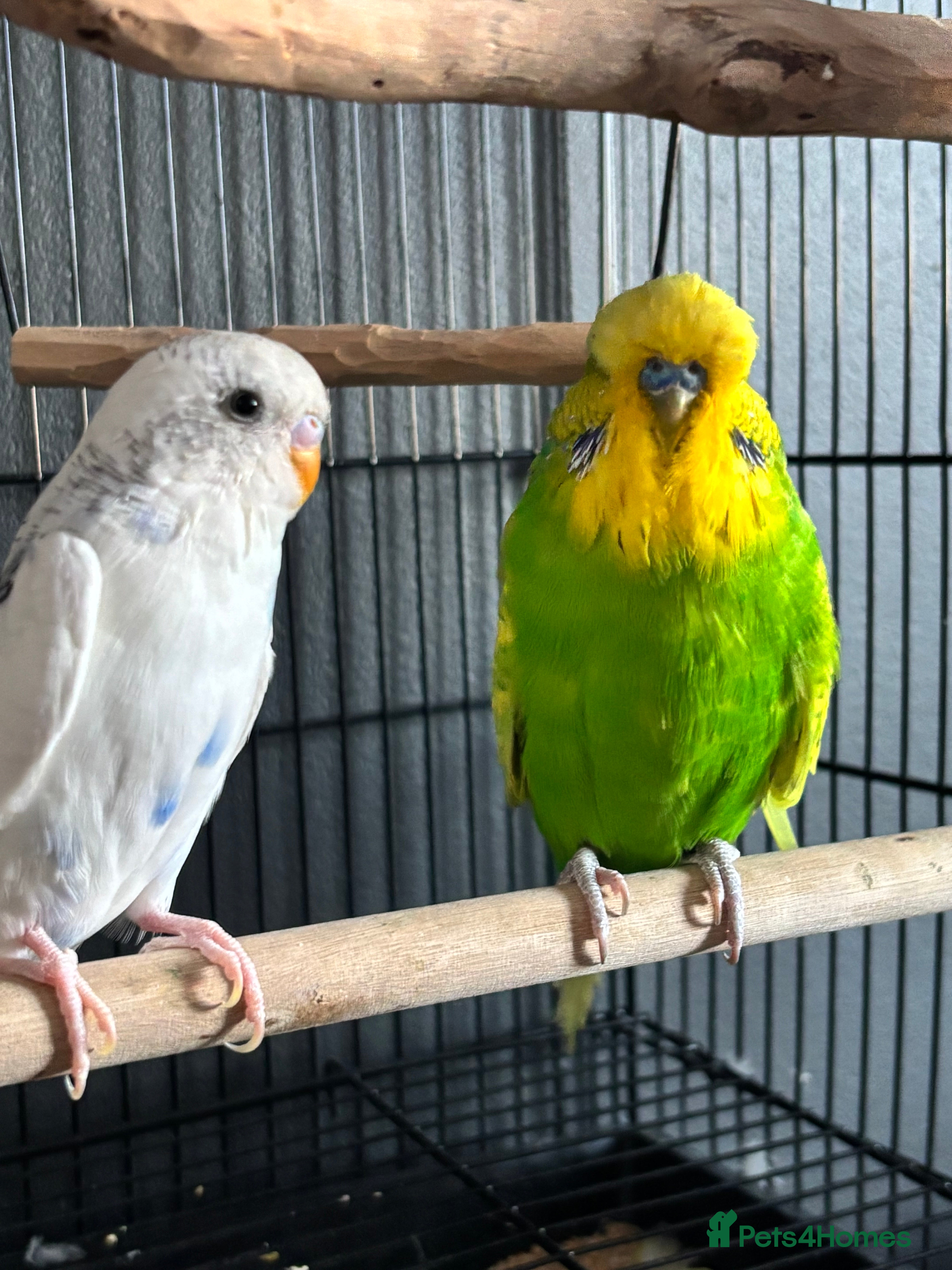 Budgerigars birds Two Male Budgies – Free (With Cages & Carrier) - Advert 7