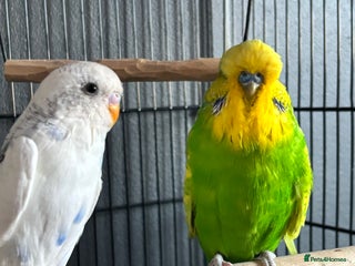 Budgerigars birds Two Male Budgies – Free (With Cages & Carrier) - Advert 2