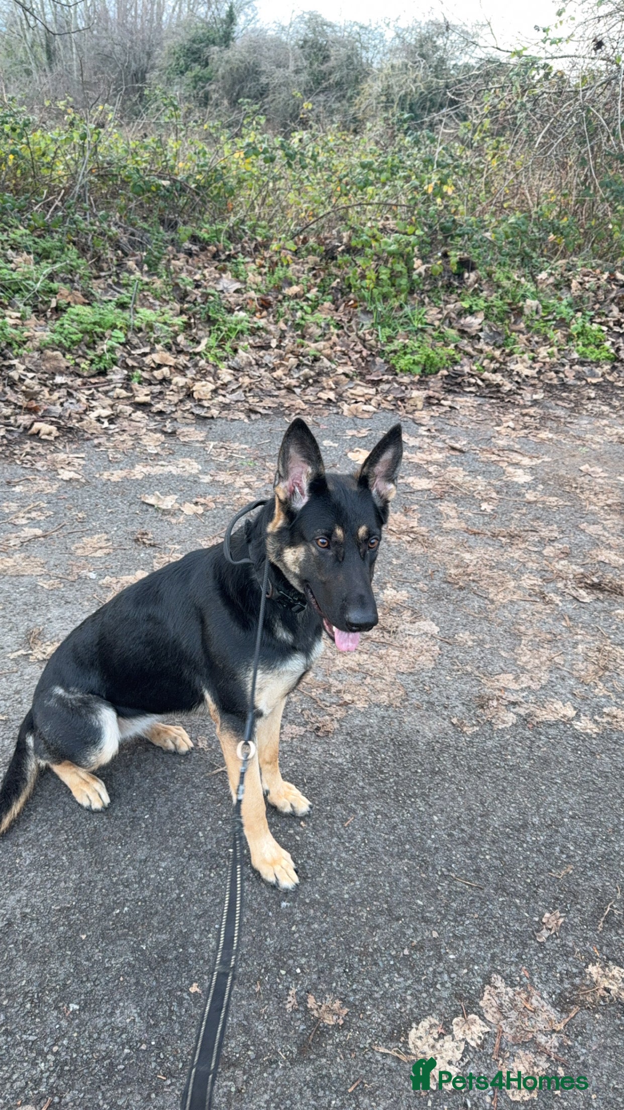 Mixed Breed birds German Shepherd - Advert 1