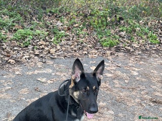 Mixed Breed birds German Shepherd - Advert 1